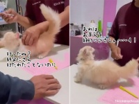 根に持つタイプだった。注射を打たれた子猫、怒りが収まらず獣医に徹底抗議