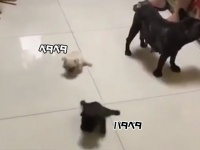 各者一斉にスタート！？床の上をパタパタ滑りながら進む子犬たち