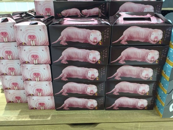 中身も箱も飼育員監修(画像はAQUARUMU×ART átoa 提供)