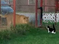 言っても同じネコ科だろ？イエネコ、ライオンと対面するも威風堂々とかいう