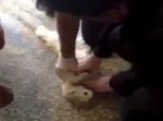 【動画】心肺停止になった猫が心臓マッサージで生き返る瞬間！