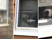 もはやその視線からは逃れられない... 追尾モードを搭載した自宅警備犬の監視システムがすごかった。