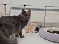 やっぱり孫って可愛いものニャ…！愛娘の産んだ子猫たちをやさしく見守るメインクーンの母