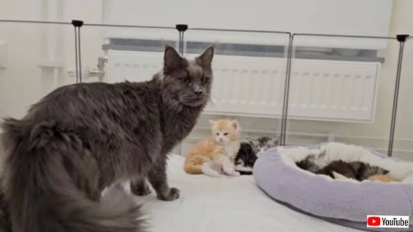 やっぱり孫って可愛いものニャ…！愛娘の産んだ子猫たちをやさしく見守るメインクーンの母