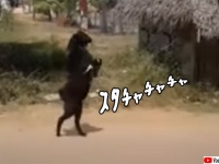 先輩、買い物ですか？二足歩行でスタスタあるくヤギが目撃される（インド）