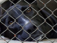 アメリカのデラウェア州、動物保護施設内での犬猫の殺処分が全国で最も少ない州に