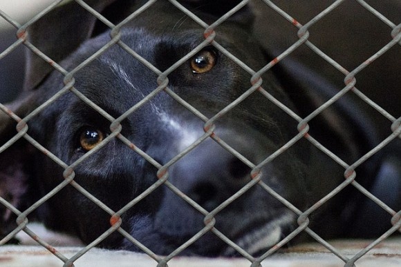 アメリカのデラウェア州、動物保護施設内での犬猫の殺処分が全国で最も少ない州に