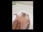 なでなでマッサージを受けるハリネズミの赤ちゃんが天使すぎる！