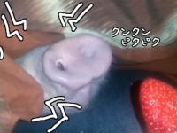 ピクピク動くよ！イチゴ探査装置として有能なブタの鼻