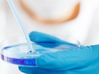 あらゆるがん細胞を殺してくれると期待のウイルスが開発される。来年にも人体での治験を開始（オーストラリア）