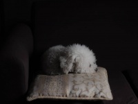 亡き飼い主の棺から離れようとしない犬、墓場まで同行する。