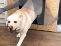 あったらいいなペット用ドア。自家製犬用ドアを設置したものの盲点があった…