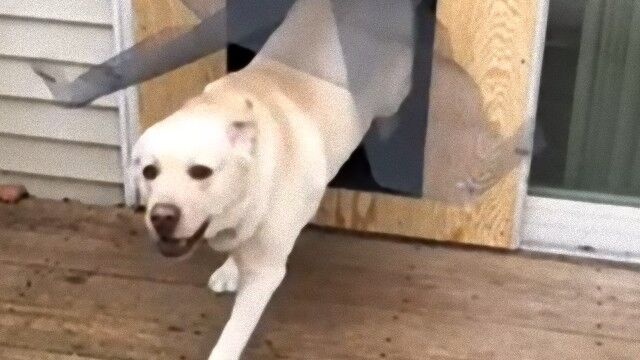 あったらいいなペット用ドア。自家製犬用ドアを設置したものの盲点があった…