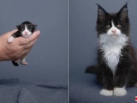 こんなに小ちゃかったのに！生後2日目から90日目まで子猫からの成長の様子を記録してみた