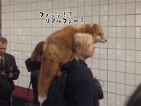 一方ロシアでは、キツネのリアルファー（まるごと生体）を身に着けた女性が地下鉄に乗ろうとしていた