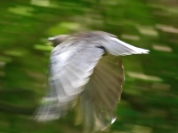 画像はイメージです（BobMacInnesさん撮影、Flickrより）