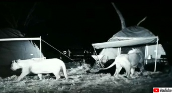真夜中のキャンプ・サバイバルホラー。テントの周りにライオンの群れがオラついていた件