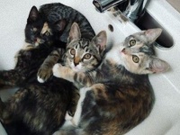 今日も猫は猫だった！面白がいっぱい詰まった猫たちとの暮らしを見てみよう
