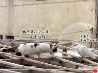 猫が忍び足、鳩さん逃げて～！と思ったらハートフルな展開が待っていた