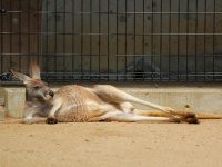 動物園では週1回肉食動物が野生化する日がある