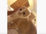 顔にパックを貼ったご主人を見た猫の反応が…！笑