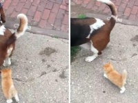 野良の子猫、犬の散歩をしていた人にロックオン。粘り強く後をついていき永遠の家を手に入れる（アメリカ）