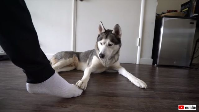 steppingonhuskysfeet6_640