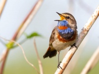 鳥のさえずりは不安をやわらげ、ネガティブな妄想を緩和してくれる
