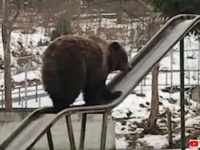 これ、どうやって遊ぶのが正解なの？後ろ向きでズルズルズル…と、滑り台を楽しむ熊