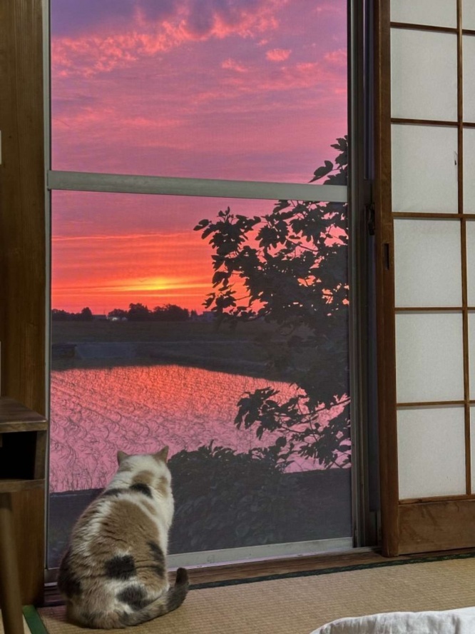 夕日に染まる水田と、ネコちゃんの背中（なつめ＠sauntmさんの投稿より）