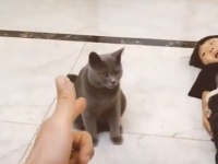 ならば付き合おう。少年に引き続き、死んだふりの演技をする猫