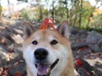 寒い季節のお楽しみ！柴犬まる、紅葉まっさかりの滋賀・兵庫へ行く
