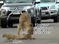 ライオンのお母さんも大変だ。道路から動いてくれない2匹の子供たちにてんてこまい