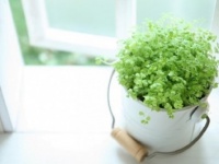 これがあれば「モテ部屋」に変身！　女性の部屋にあるとグッとくるアイテム4つ