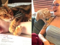 愛猫と飼い主の「何をしても/されても許しちゃう！」ほのぼの？動画総集編