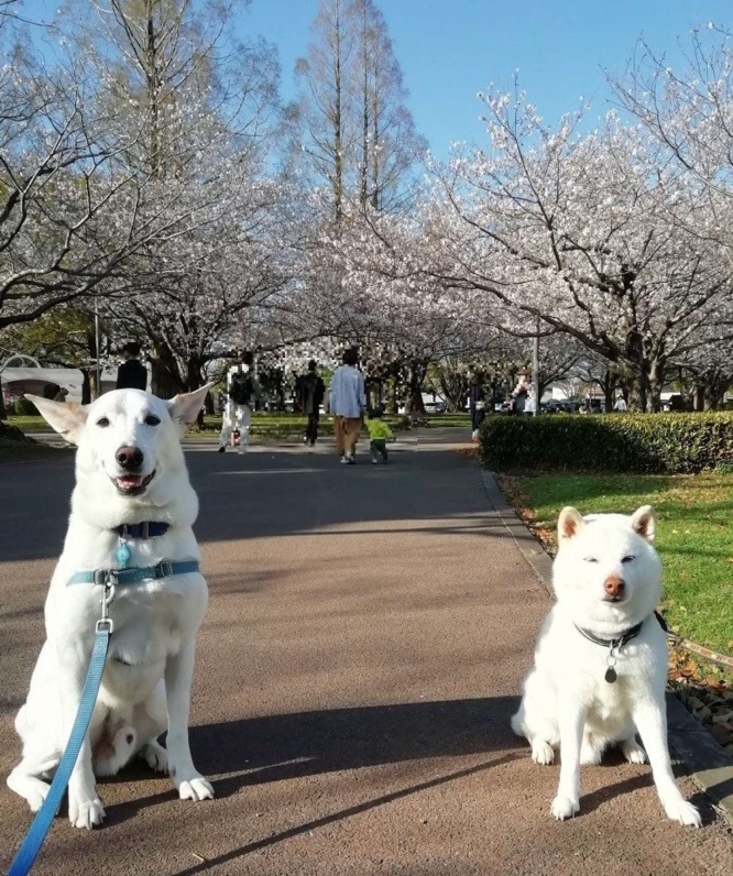 目的の写真も撮れました（画像はテラゾー＠TerazoDogさん提供、編集部で一部モザイク加工）