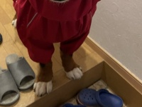 雨ガッパ着せられた犬の表情に2.6万人にっこり　「曇りなき眼」「味わい深い可愛さ」