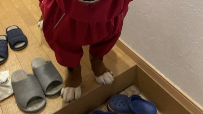 雨ガッパ着せられた犬の表情に2.6万人にっこり　「曇りなき眼」「味わい深い可愛さ」