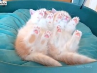 ふわふわ気分で夢の世界へ…！マンチカンの子猫に癒されるだけの動画を堪能しよう