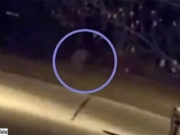道路脇を猛スピードで走り去っていく謎の白い影。警察を巻き込んでの怪事案が発生