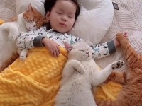 猫と赤ちゃんの優しい時間「可愛い可愛い妹ニャ！」と、少女を見守る5匹の保護猫たち