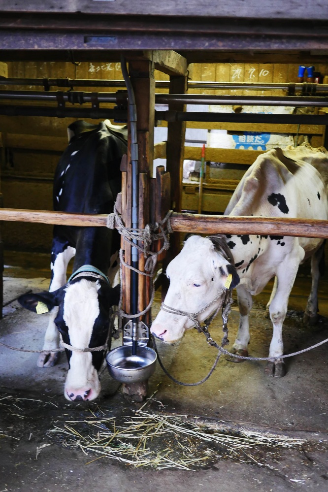 tokyo-koizumibokujyo11