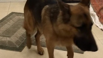 ニンゲン語を読んでばっちり理解。インテリジェントなジャーマン・シェパードが発見されたよ