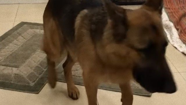 ニンゲン語を読んでばっちり理解。インテリジェントなジャーマン・シェパードが発見されたよ