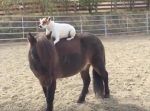 ２匹はベストパートーナー！ ポニーとその背中に乗るわんちゃんが可愛すぎる。