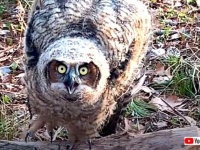 木から落ちたフクロウのヒナを助けたい！お父さんと息子たちの連係プレーが大成功
