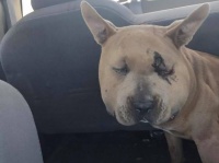 ガラガラヘビから飼い主と幼い娘を救った2匹の愛犬。ヘビに噛まれながらも、再び戻り別のヘビと闘う(※ヘビ出演注意)