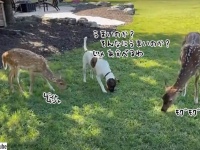 そんなにうまいん？じゃあ食べる！犬氏、鹿と一緒に草を食べる