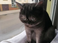 個性的な顔立ちが原因で引き取り手が現れず1年も避難所にいた元野良猫、ようやく永遠の家族に巡り合える（ドイツ）