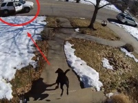 お手柄犬。小包泥棒を追い詰め、荷物の奪還に成功！（アメリカ）